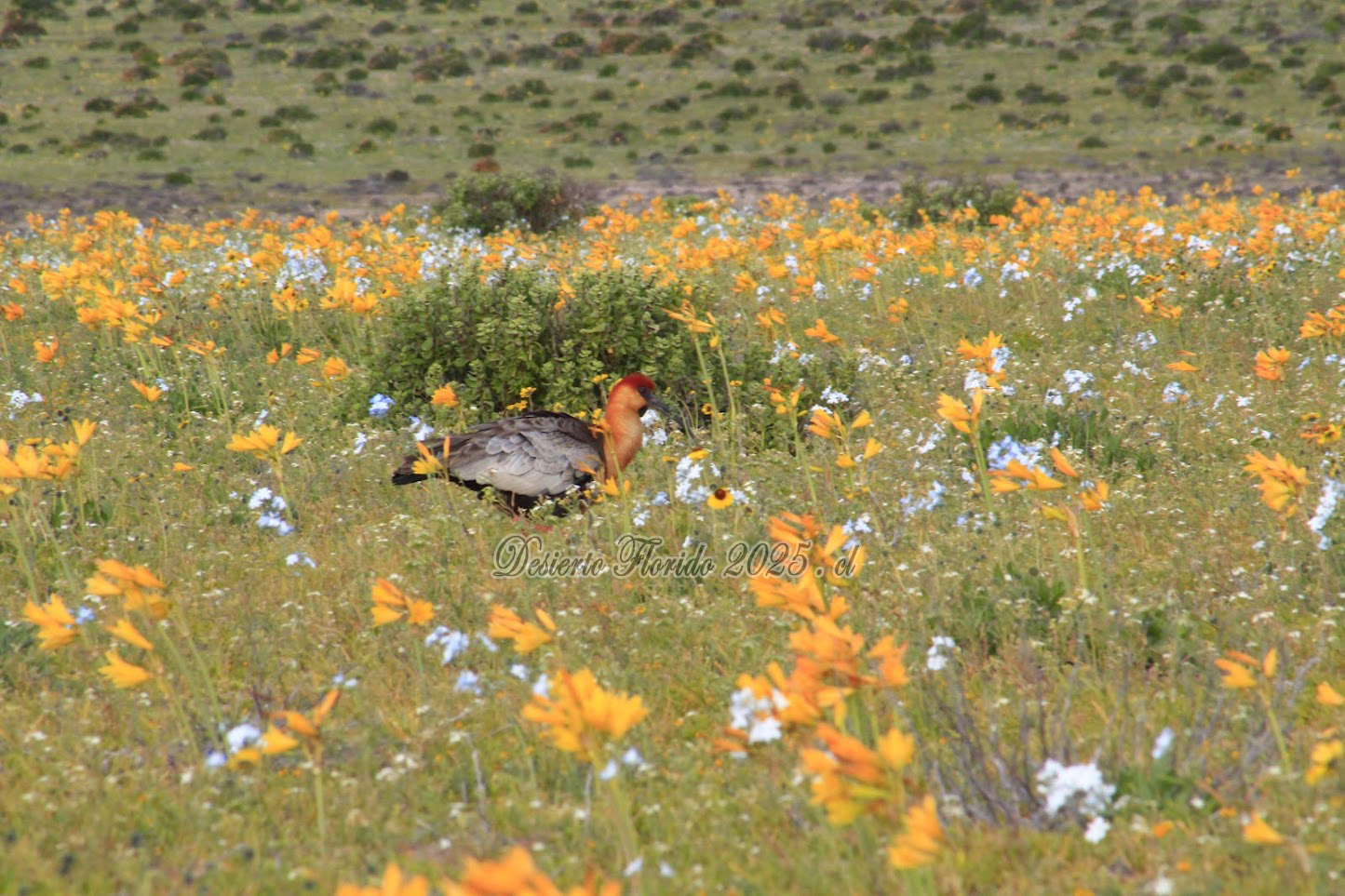Especies locales conviviendo con la flora.