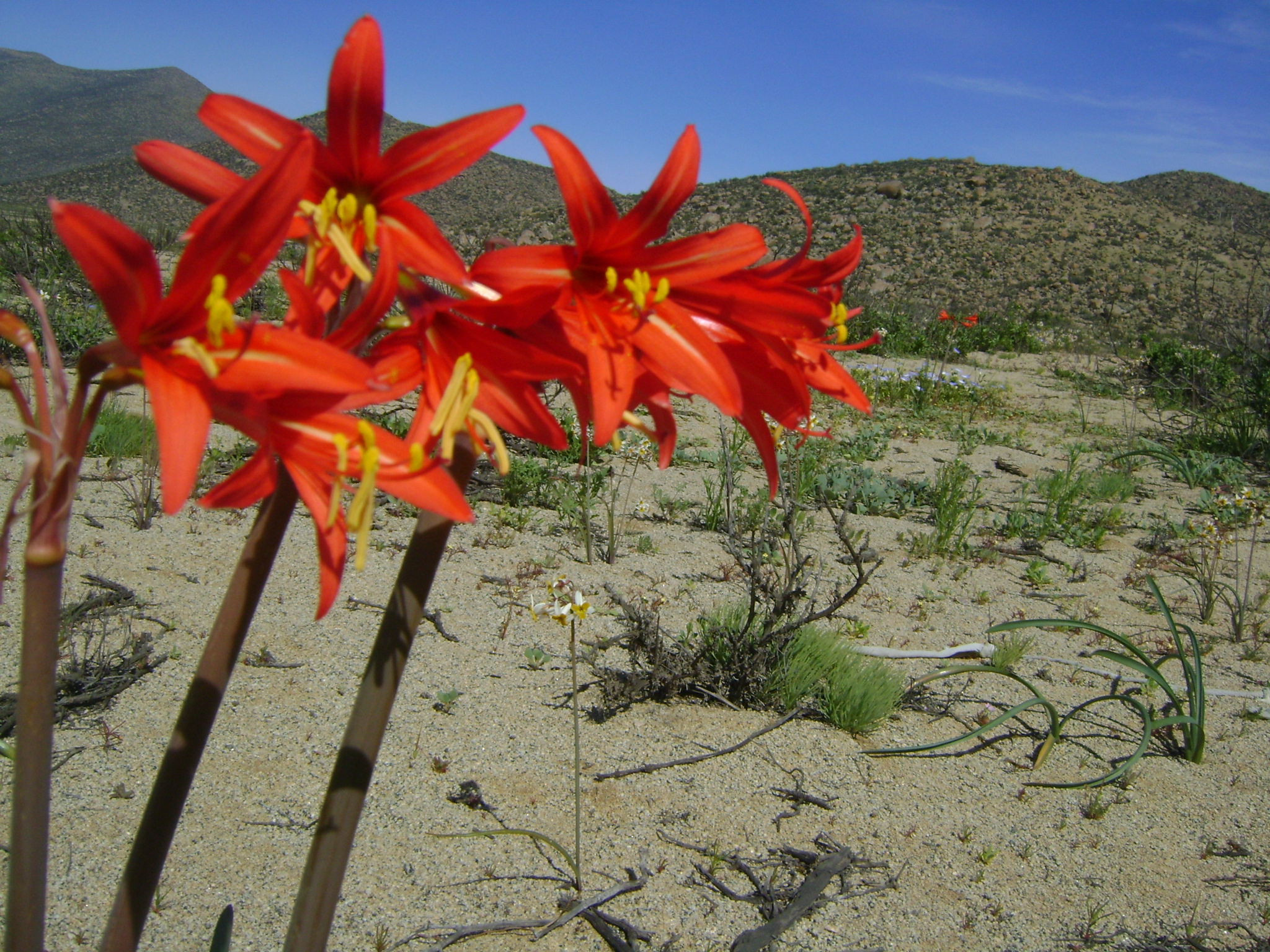Añañuca: El corazón rojo del desierto