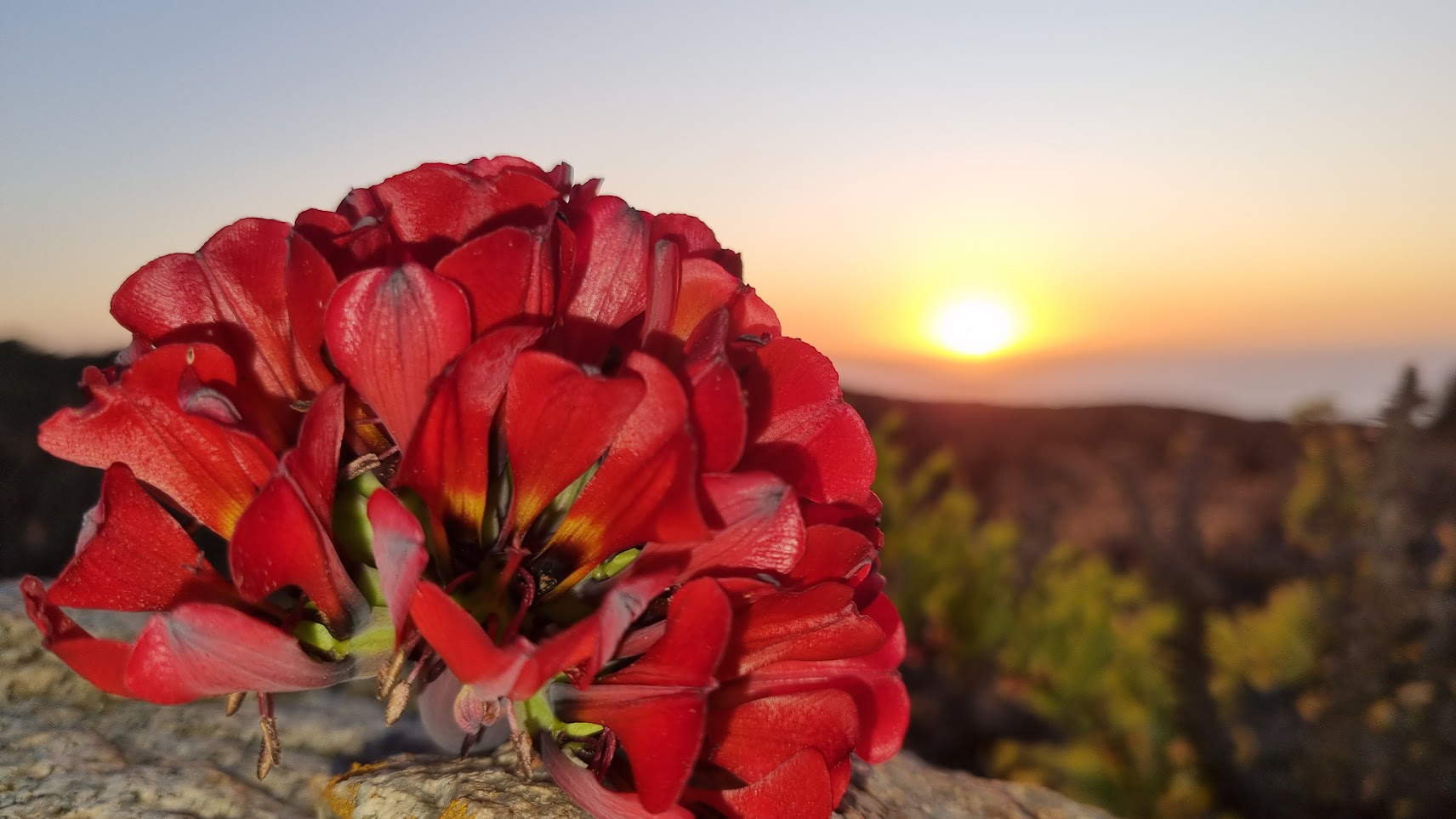 La reina de Atacama se destaca con su magestuosidad.