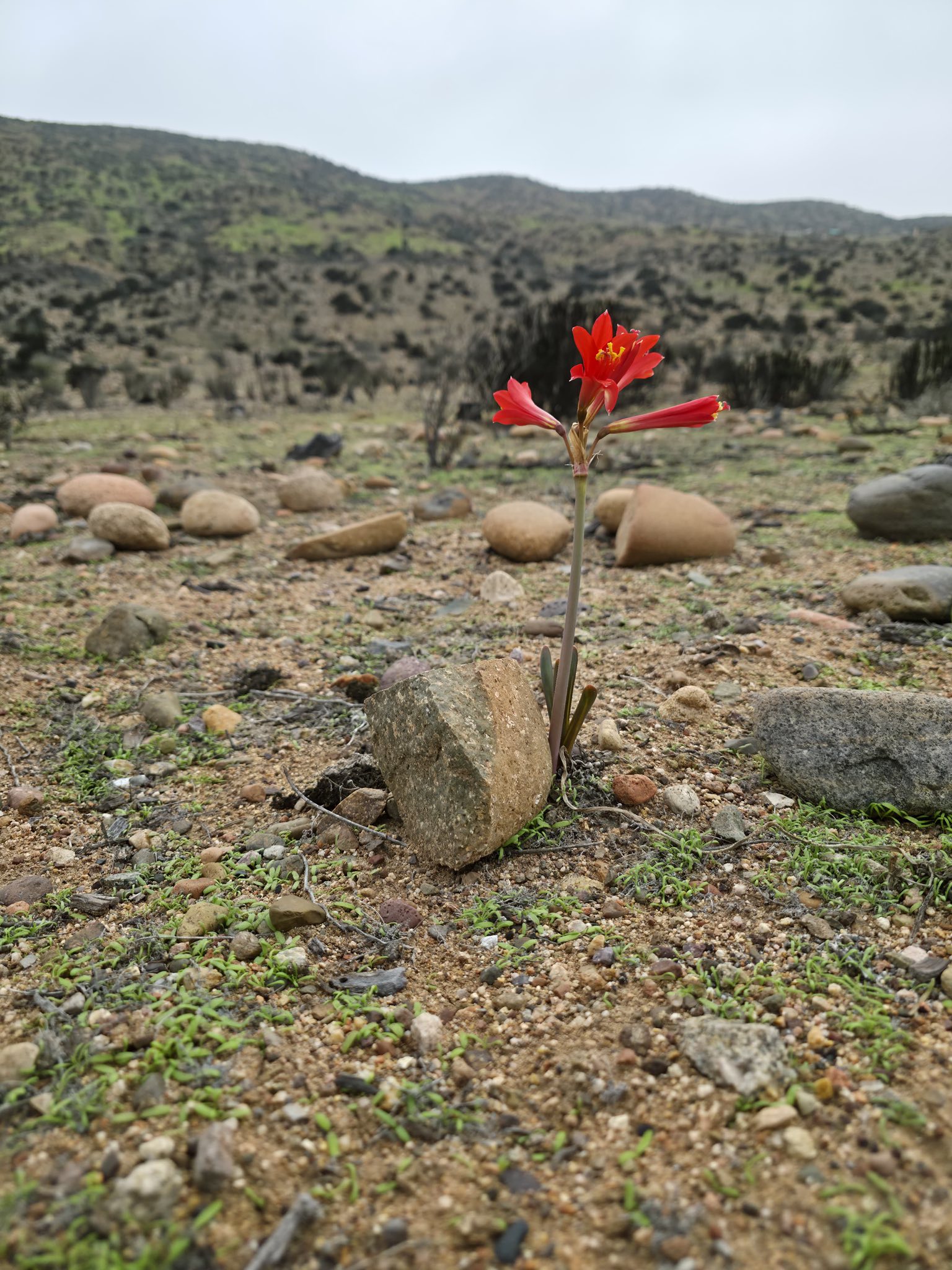 El Desierto empieza a despertar: Añañuca en Los Bronces, Freirina