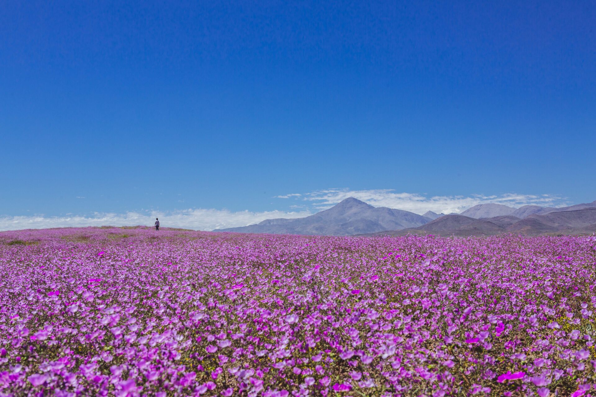 Habrá Desierto Florido! Las lluvias superaron el umbral necesario y se espera floración desde septiembre
