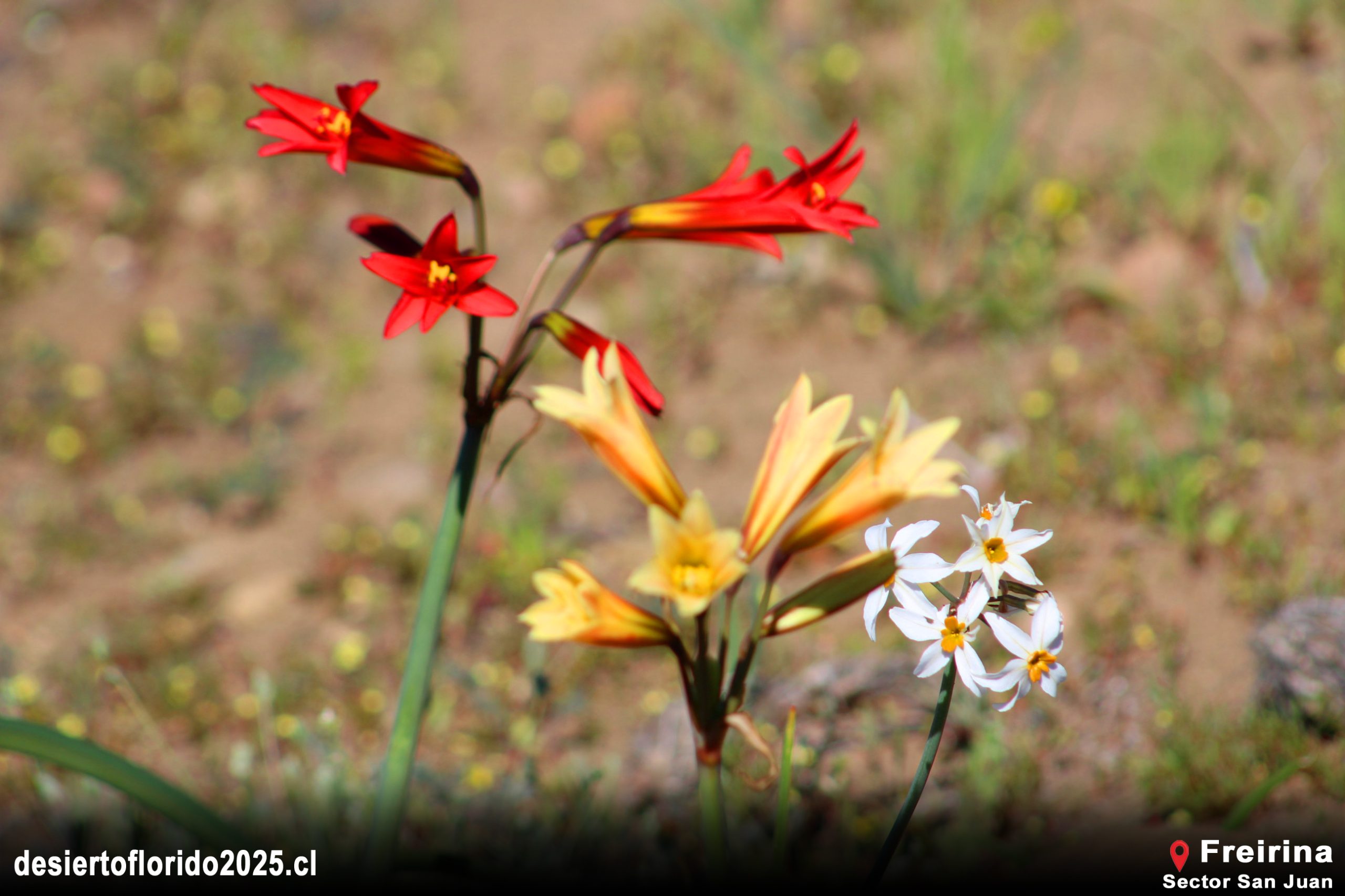 ¡ALERTA DE PEAK! Freirina Desmiente los Pronósticos: El Desierto Florido Ya Alcanza su Máximo Esplendor